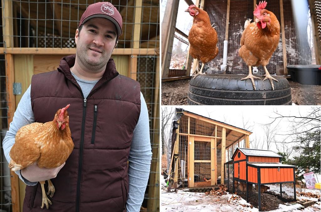 NYers are beating rising egg prices with their very own chicken coops: ‘I don’t worry about where my eggs are coming from’