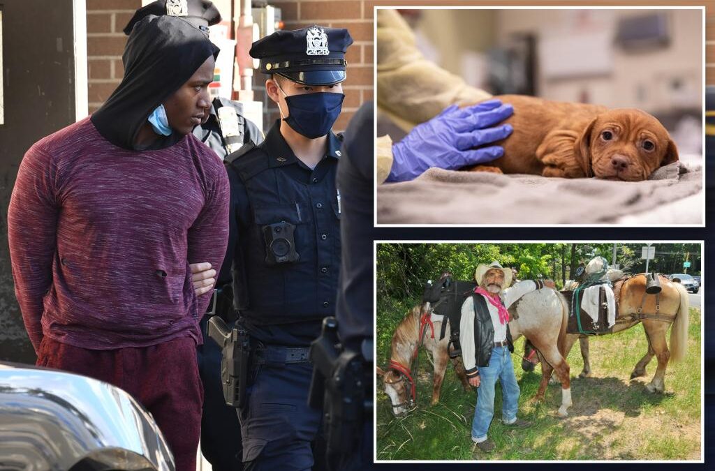 Nearly 3K cases of animal cruelty were reported in NYC over a decade: ASPCA